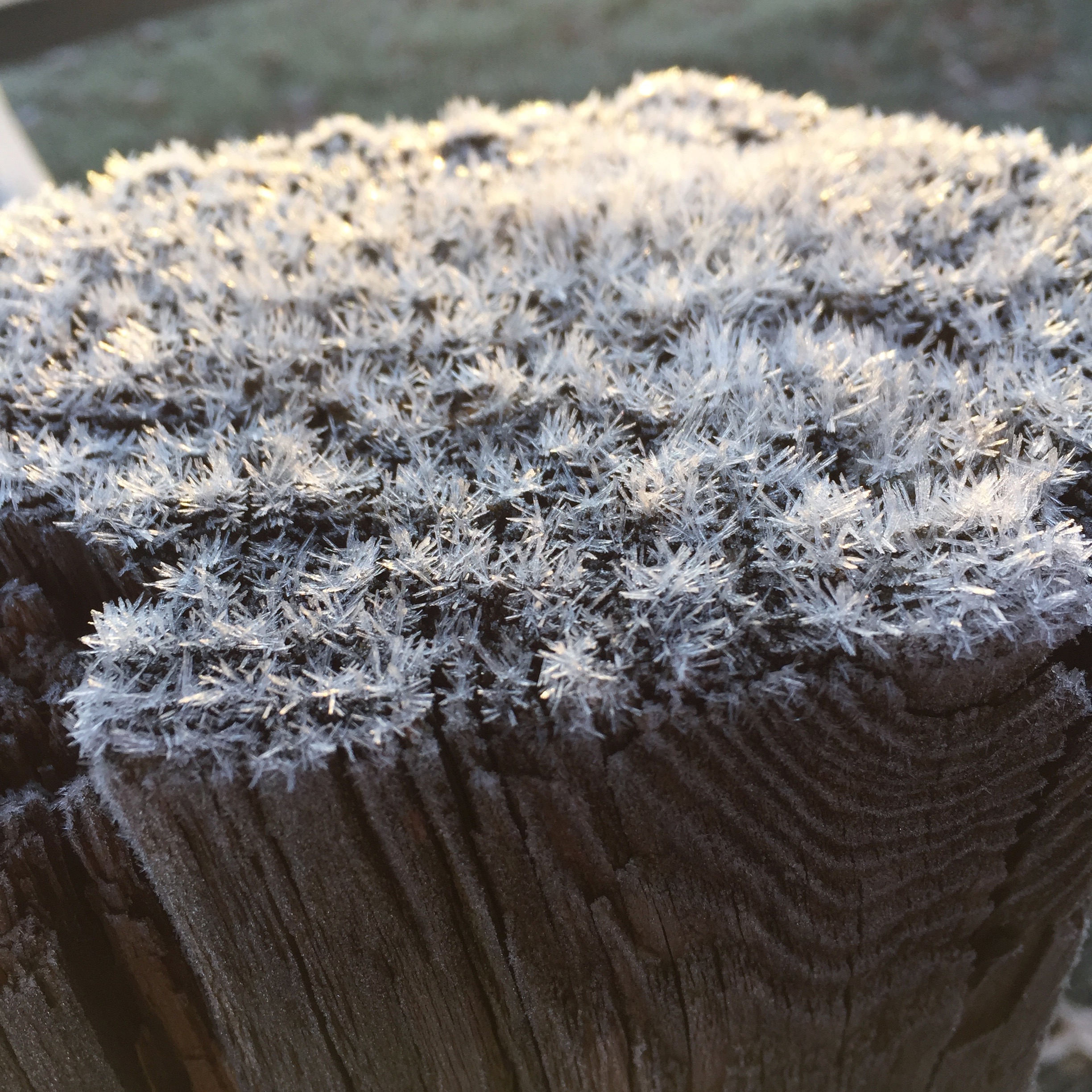 20151204-frost-on-fence-post-photo-taken-with-iphone-6-plus-by-greg-johsnon-iowa-city-2448x2448-img_4169